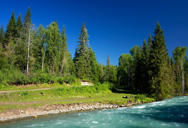 Fluss, der durch den Wald fließt