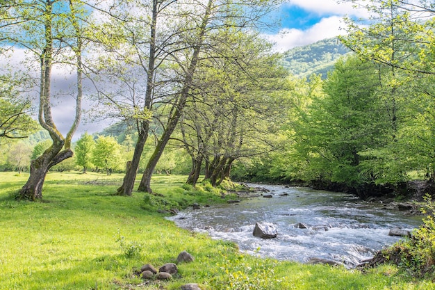 Fluss, der nahe dem Wald auf einem Hintergrund von Bergen in der Naturlandschaft des Sommertages fließt