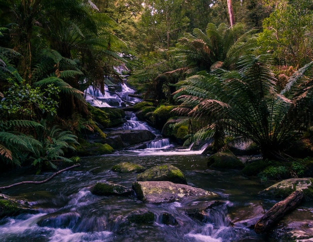 Fluss fließt durch Wald
