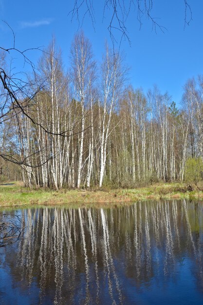 Fluss im Wald im Frühjahr