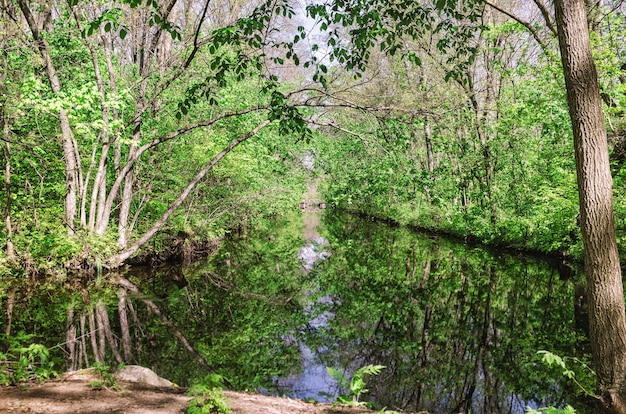 Fluss im Wald. Vorfrühlingssaison