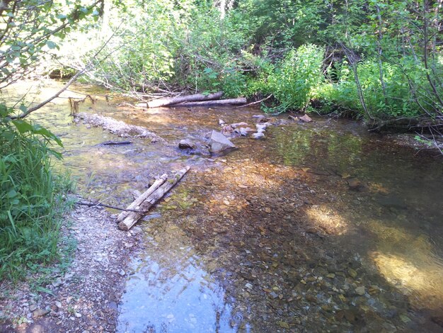 Foto fluss im wald