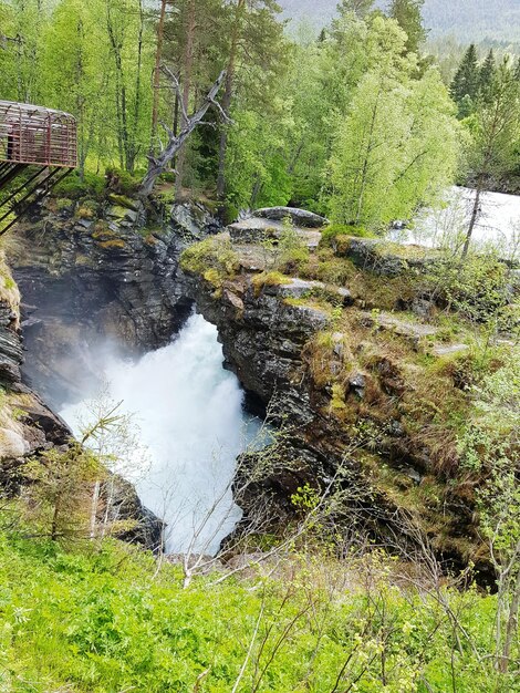 Foto fluss im wald