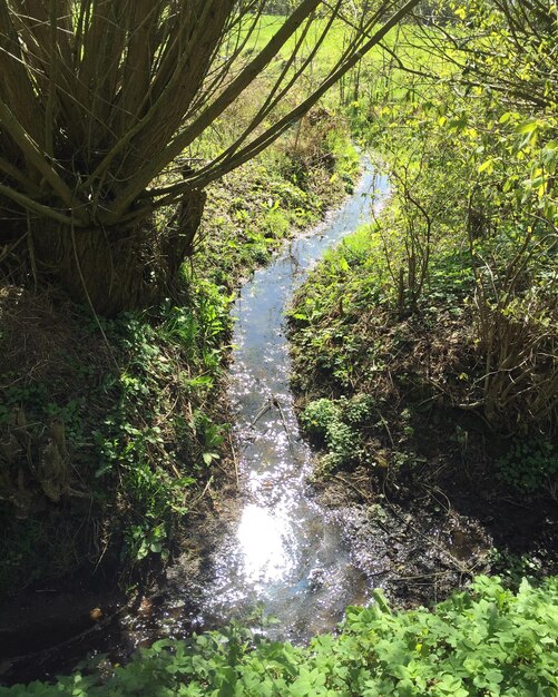 Foto fluss im wald