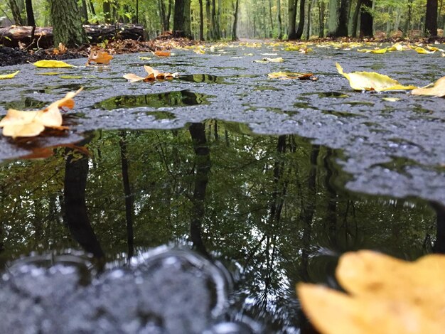 Fluss im Wald