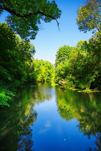 Fluss im Wald