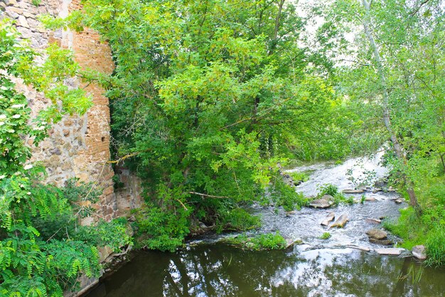 Fluss im Wald