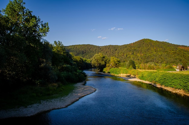 Fluss im Wald