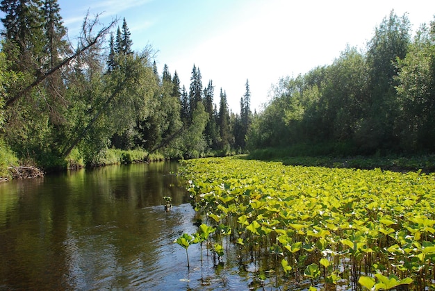 Fluss in den Wäldern der Republik Komi