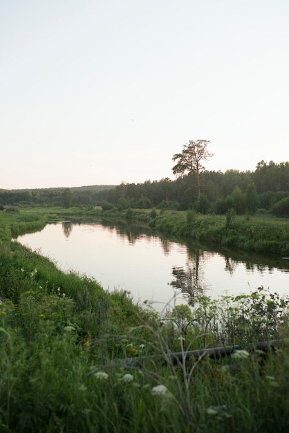 Fluss in der Natur an einem Sommertag, früh morgens