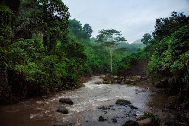 Fluss in einem üppigen Regenwald auf der Insel Bali Indonesien