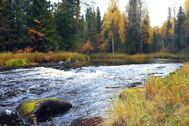 Fluss in herbstlicher Waldlandschaft, abstrakte Ansicht, Bäume am Ufer eines kleinen Flusses