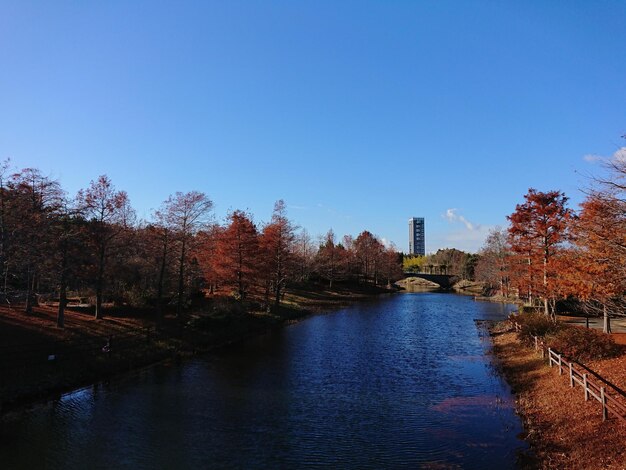 Foto fluss inmitten von bäumen gegen klaren blauen himmel.