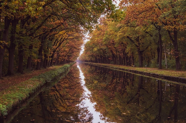 Fluss inmitten von Bäumen im Wald im Herbst