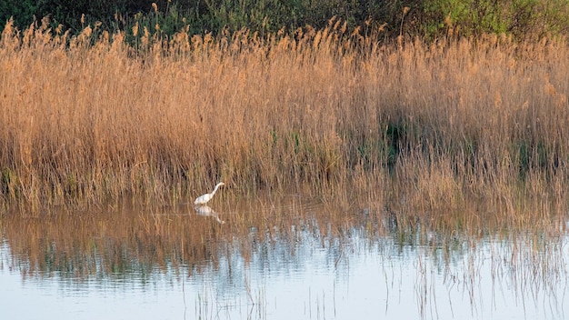 Fluss mit dichtem Schilfdickicht, der sich im Wasser spiegelt, Reiher im Wasser in der Nähe des Flusses