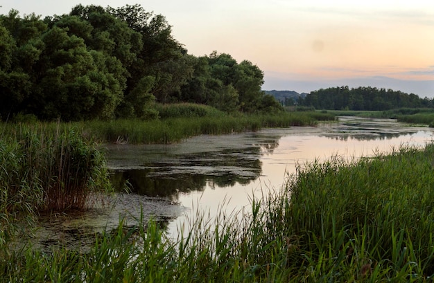 Fluss mit Schilf am Abend