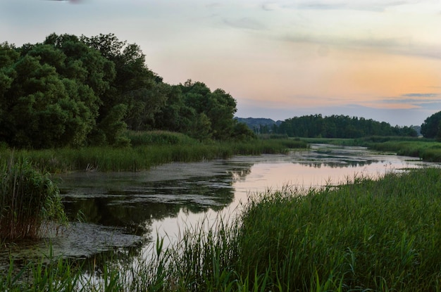 Fluss mit Schilf am Abend