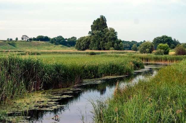 Fluss mit Schilf am Abend