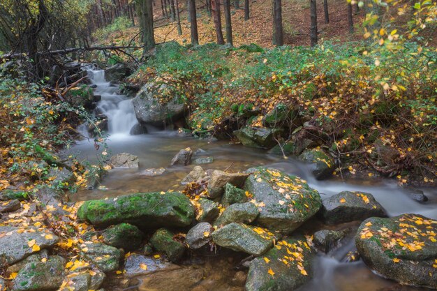 Fluss, Seideneffekt, Laub.