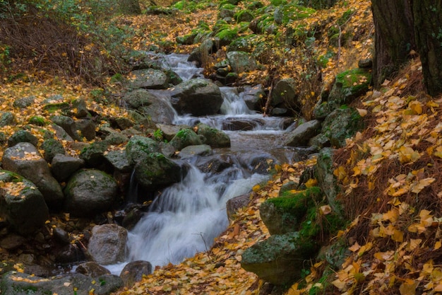 Fluss, Seideneffekt, Laub.