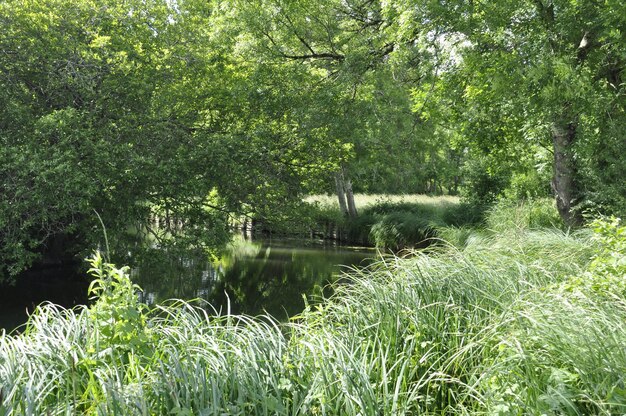 Foto fluss seugne in der stadt jonzac in der charente maritime