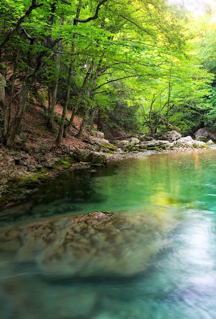 Fluss tief im Berg im Sommer. Wasserstrom im Wald. Zusammensetzung der Natur