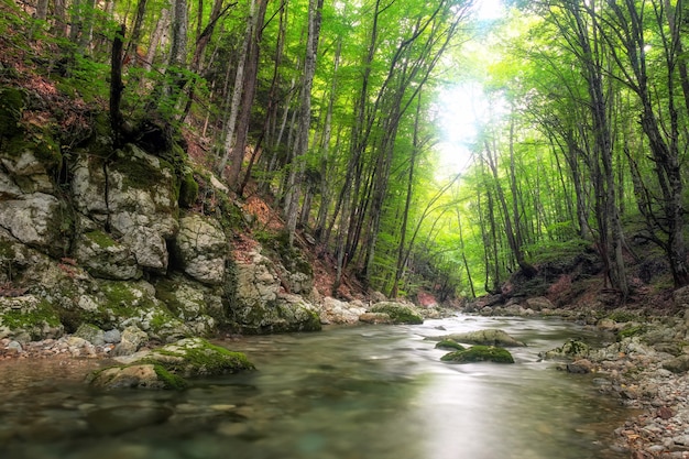 Fluss tief im Bergwald. Naturzusammensetzung