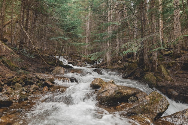 Fluss, umgeben von Steinen im Wald