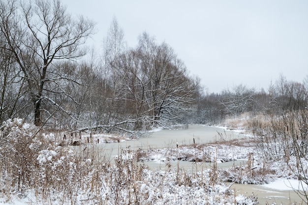 Flussbett bedeckt mit Eis zwischen den blattlosen Bäumen und trockenen Rohrkolben am Ufer in der Winterlandschaft