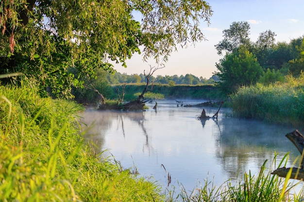 Flussbett mit klebenden überfluteten Baumstämmen auf dem Hintergrund von grünen Bäumen und Gras am sonnigen Sommermorgen. Flusslandschaft