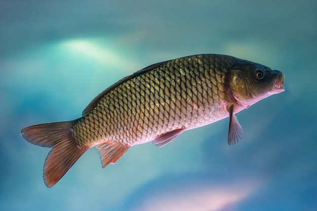 Flusskarpfen schwimmt im Aquarium unter Wasser.