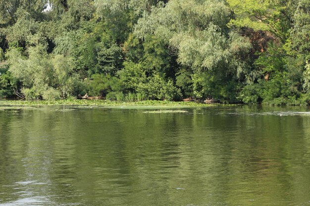 Flussoberfläche bedeckt mit Entengrütze und Lilienblättern Grüne Algen auf der Wasseroberfläche Umweltschutz