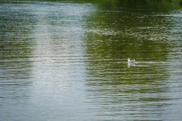 Flussoberflächenmakro