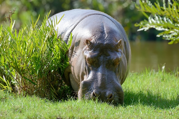 Flusspferd (Hippopotamus amphibius) im Nationalpark von Kenia