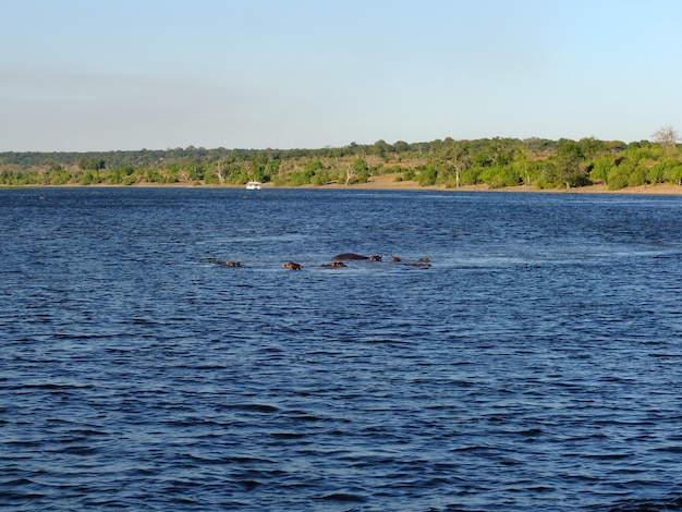 Flusspferde im Fluss Sambesi Botswana Afrika