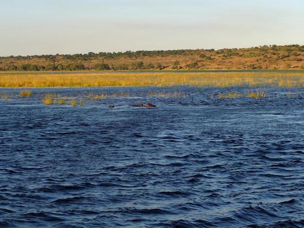 Flusspferde im Fluss Sambesi Botswana Afrika