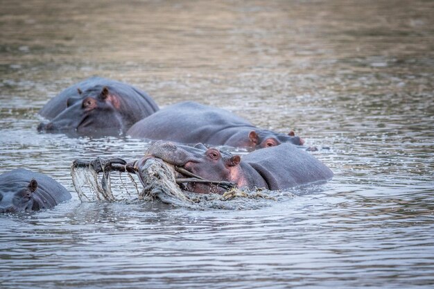 Flusspferde schwimmen im See