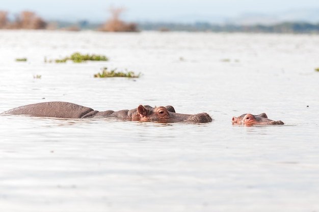 Flusspferde schwimmen im See