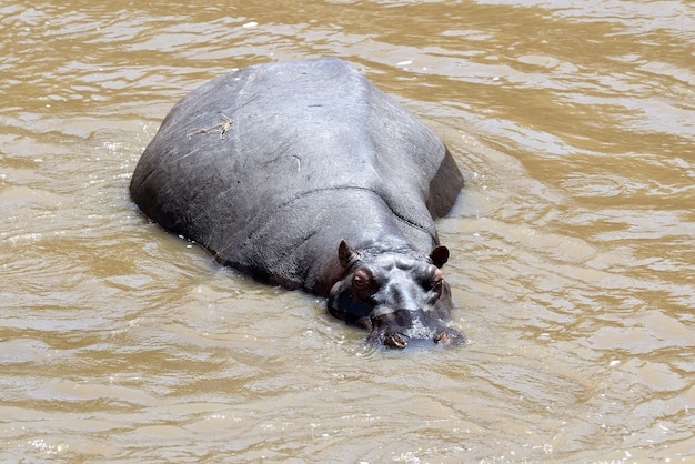 Flusspferdfamilie (Hippopotamus amphibius) im Wasser, Afrika