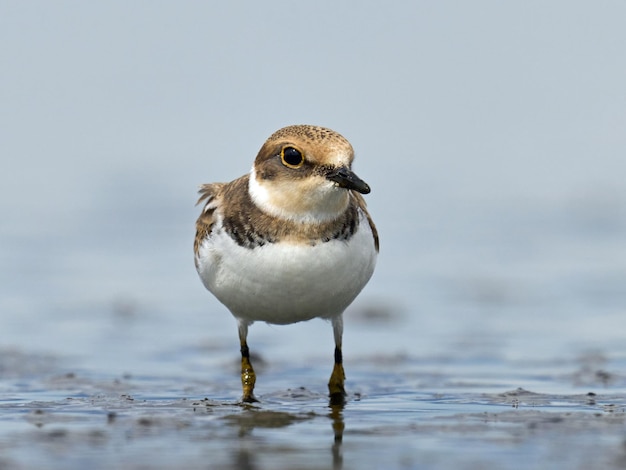 Flussregenpfeifer charadrius dubius