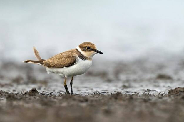 Flussregenpfeifer charadrius dubius