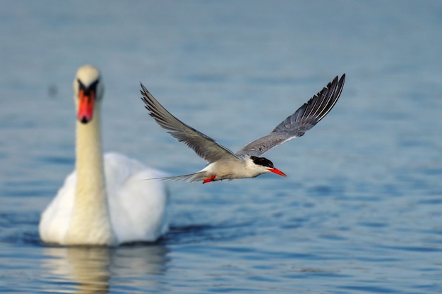 Flussseeschwalbe (Sterna hirundo) im Flug