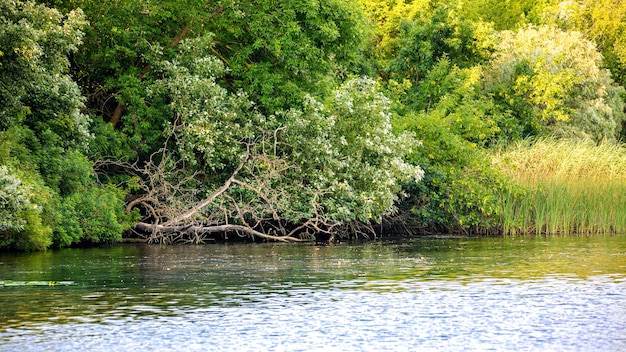 Flussufer mit Schilf und Sträuchern bewachsen