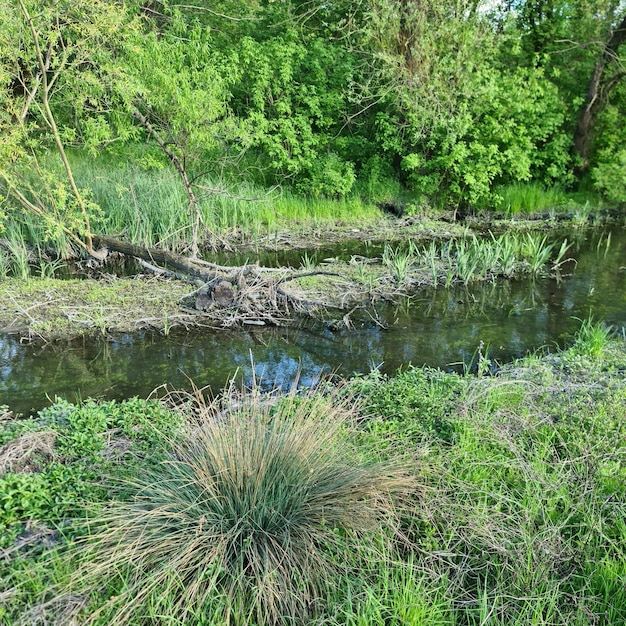 Flussufer mit umgestürztem Baum