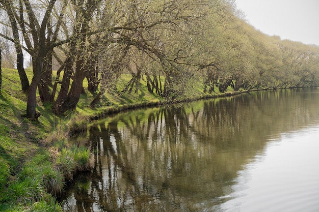 Flussufer mit wunderschönen Frühlingsbäumen, die ihre Äste ausbreiten und über dem Wasser hängen, mit blühenden Blättern. Natürliche Schönheit der Flussbiegung