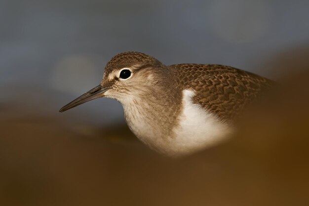 Foto flussuferläufer actitis hypoleucos