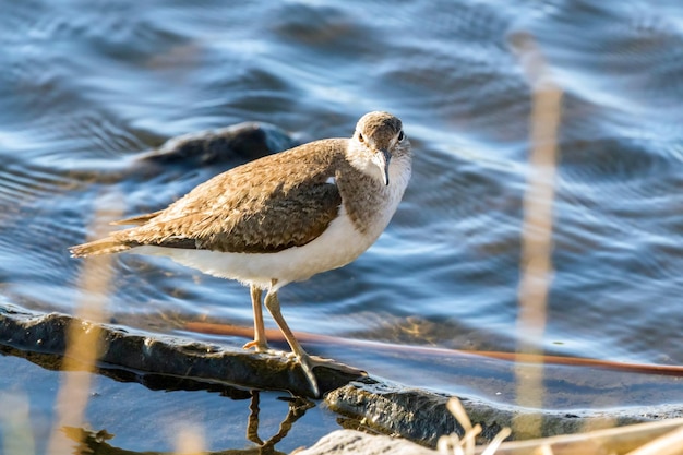 Flussuferläufer-Wasservogel (Actitis hypoleucos)