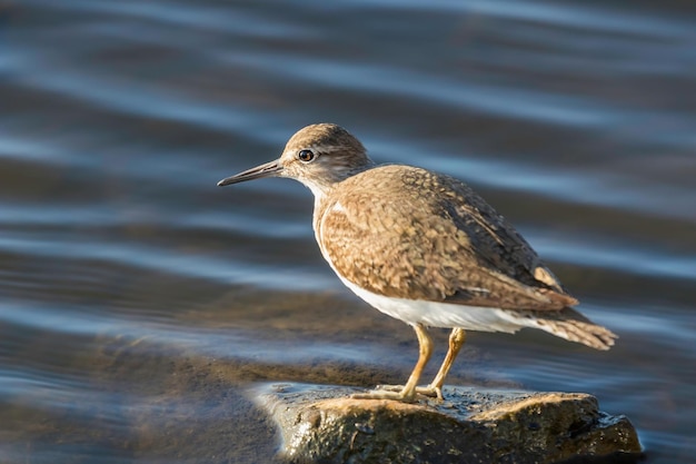 Flussuferläufer-Wasservogel (Actitis hypoleucos)