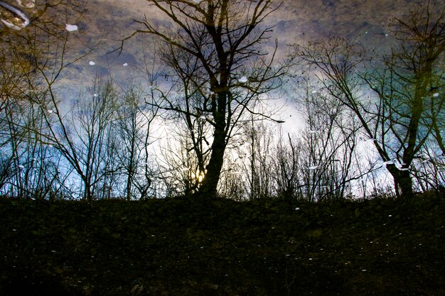 Flusswasserreflexion, Baumreflexionen auf dem Wasser in Georgia