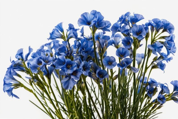 Flustige blaue Flachsblumen auf weißem Hintergrund